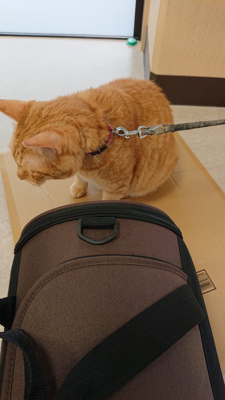 子猫たち無事に出発しました=^_^=イメージ