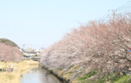 お花見のシーズンイメージ