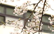 お花見しましたイメージ
