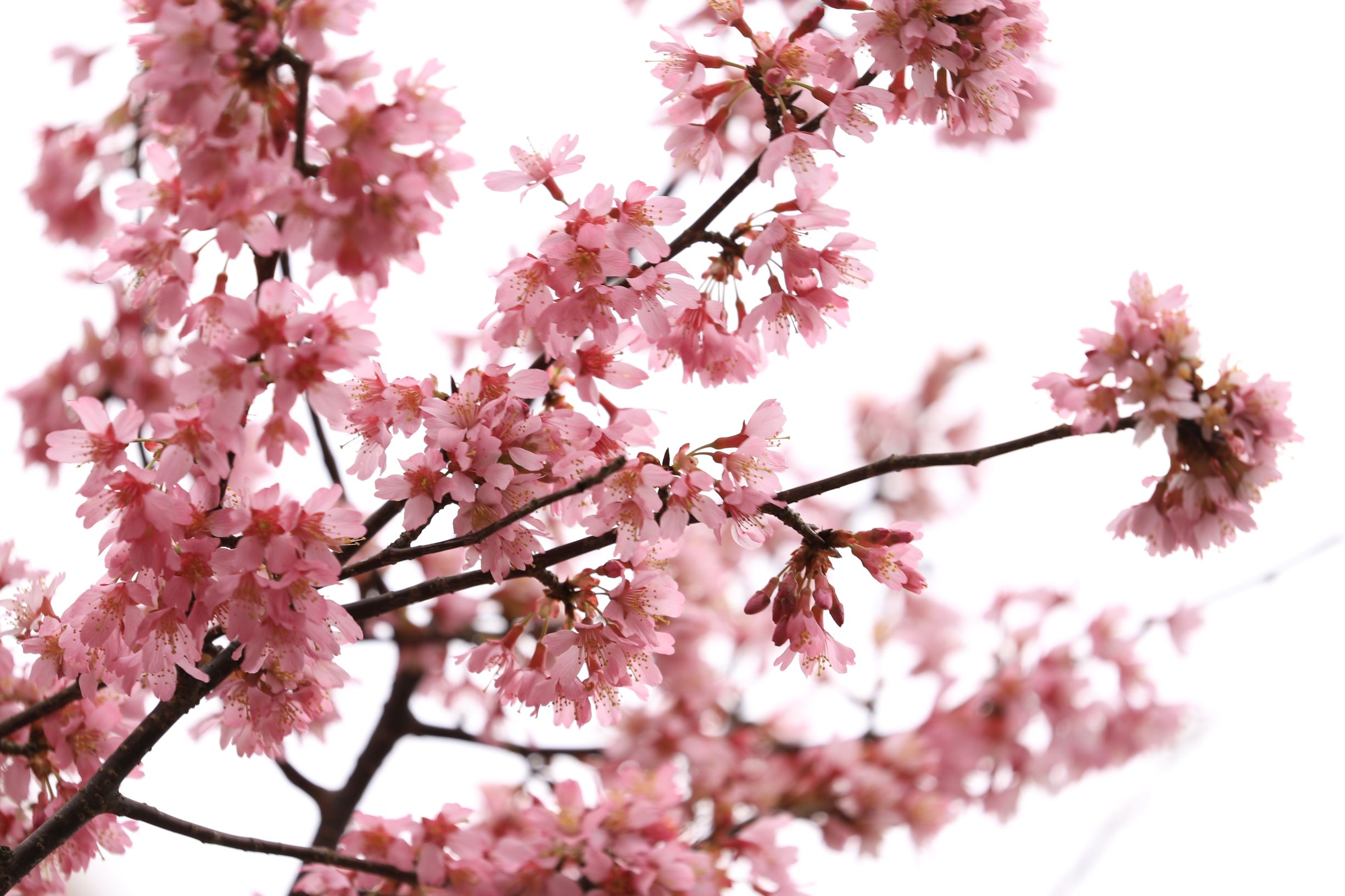 本物に優るとも劣らない・・・🌸イメージ