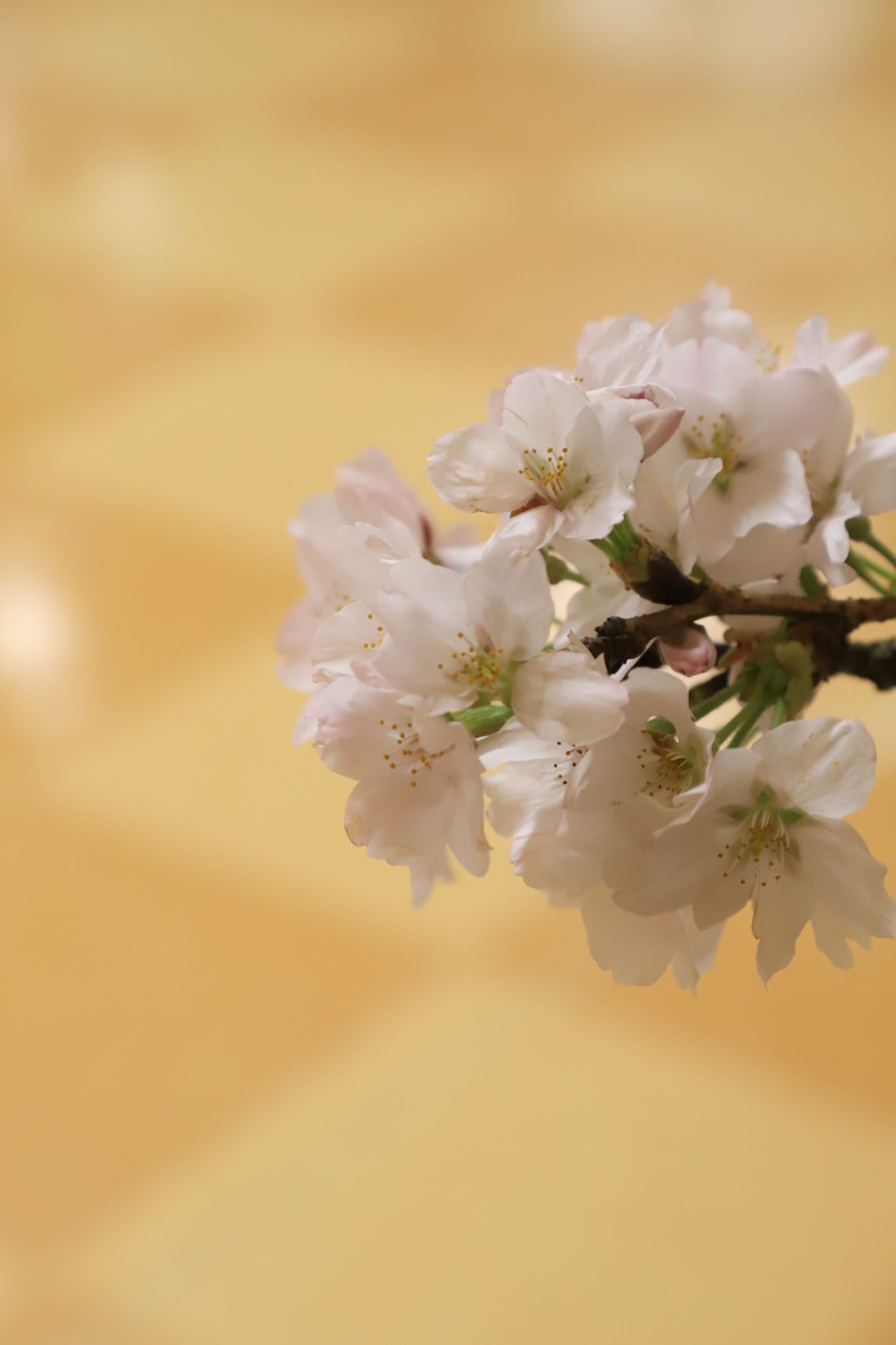 お心遣いありがとうございます🌸イメージ