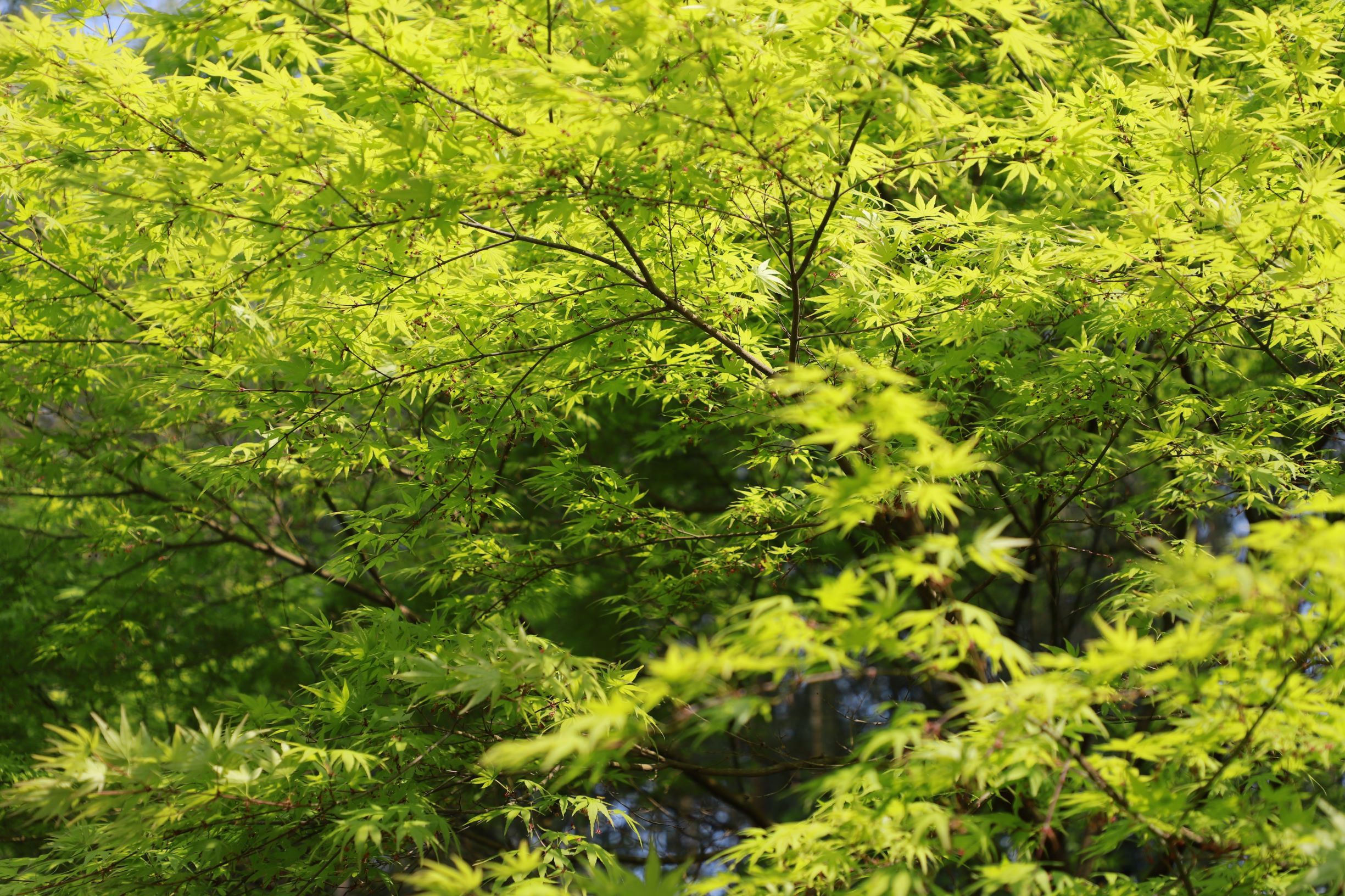 新緑の頃　🍃イメージ