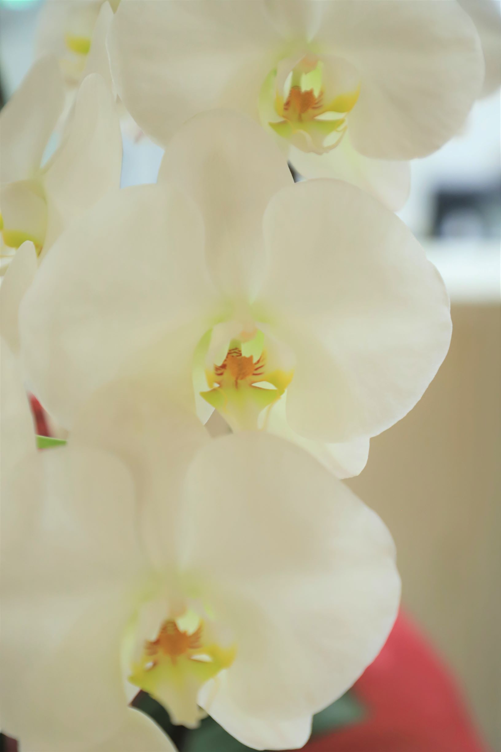 見事な咲きっぷりです🌼イメージ