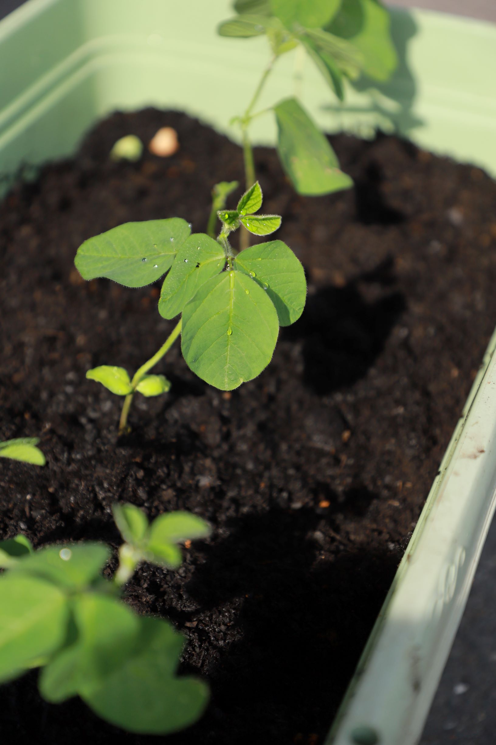 野菜を植えましょう🥒🌱🌽🍅イメージ