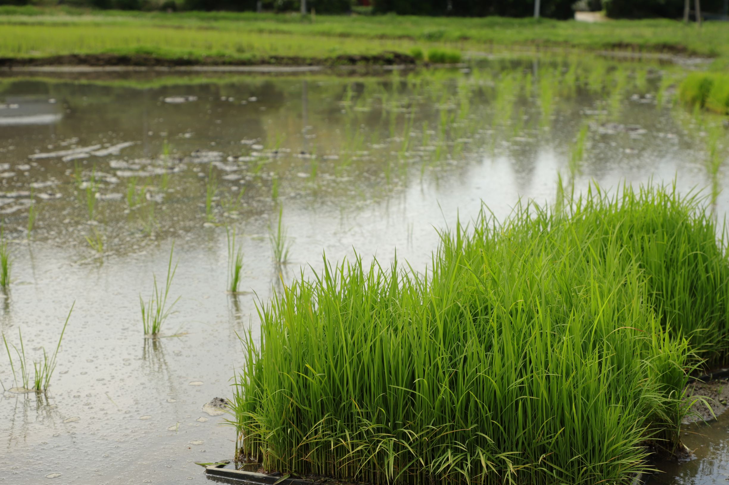 田植えの季節🌱イメージ