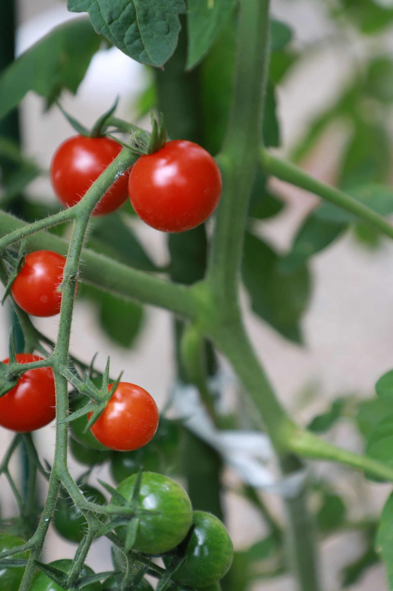 作物を食す喜び🥒🍅🍆🌽イメージ
