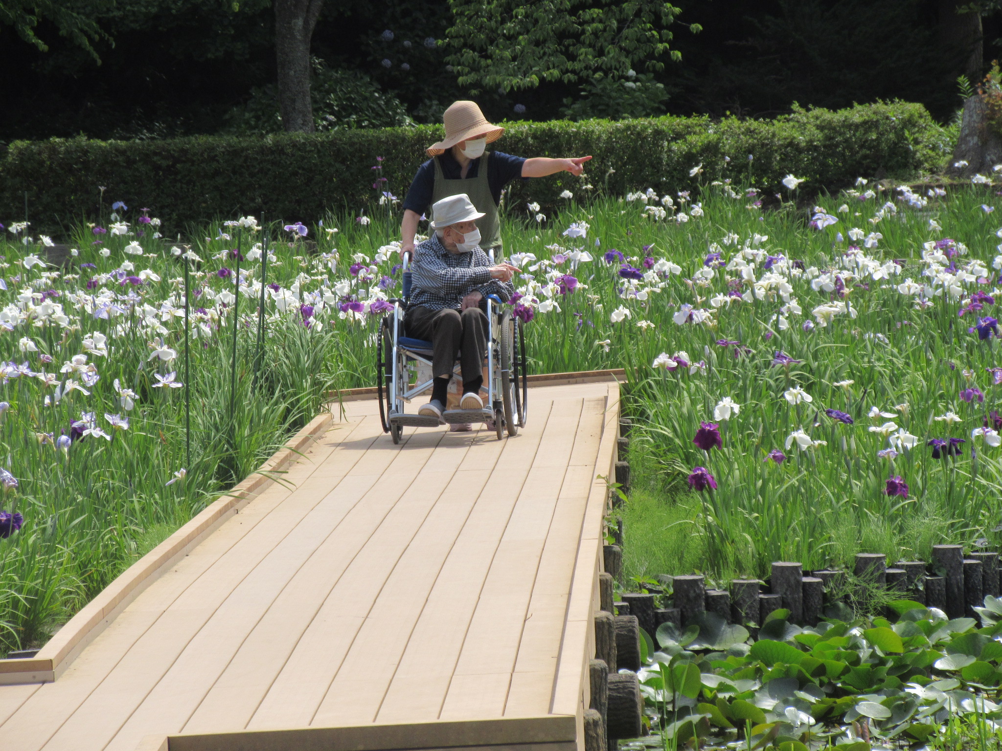 袖ヶ浦公園　菖蒲見物ツアーイメージ