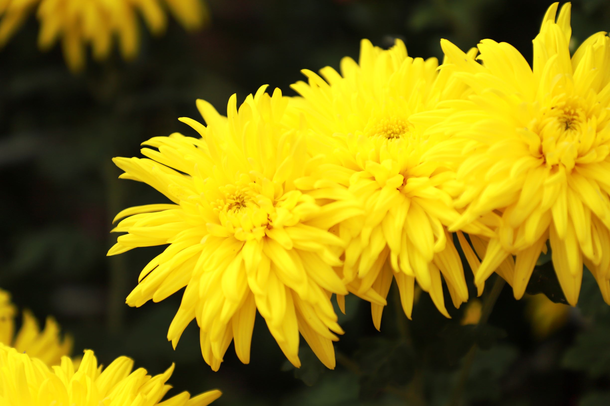 菊観賞🌼と日向ぼっこ🌞イメージ