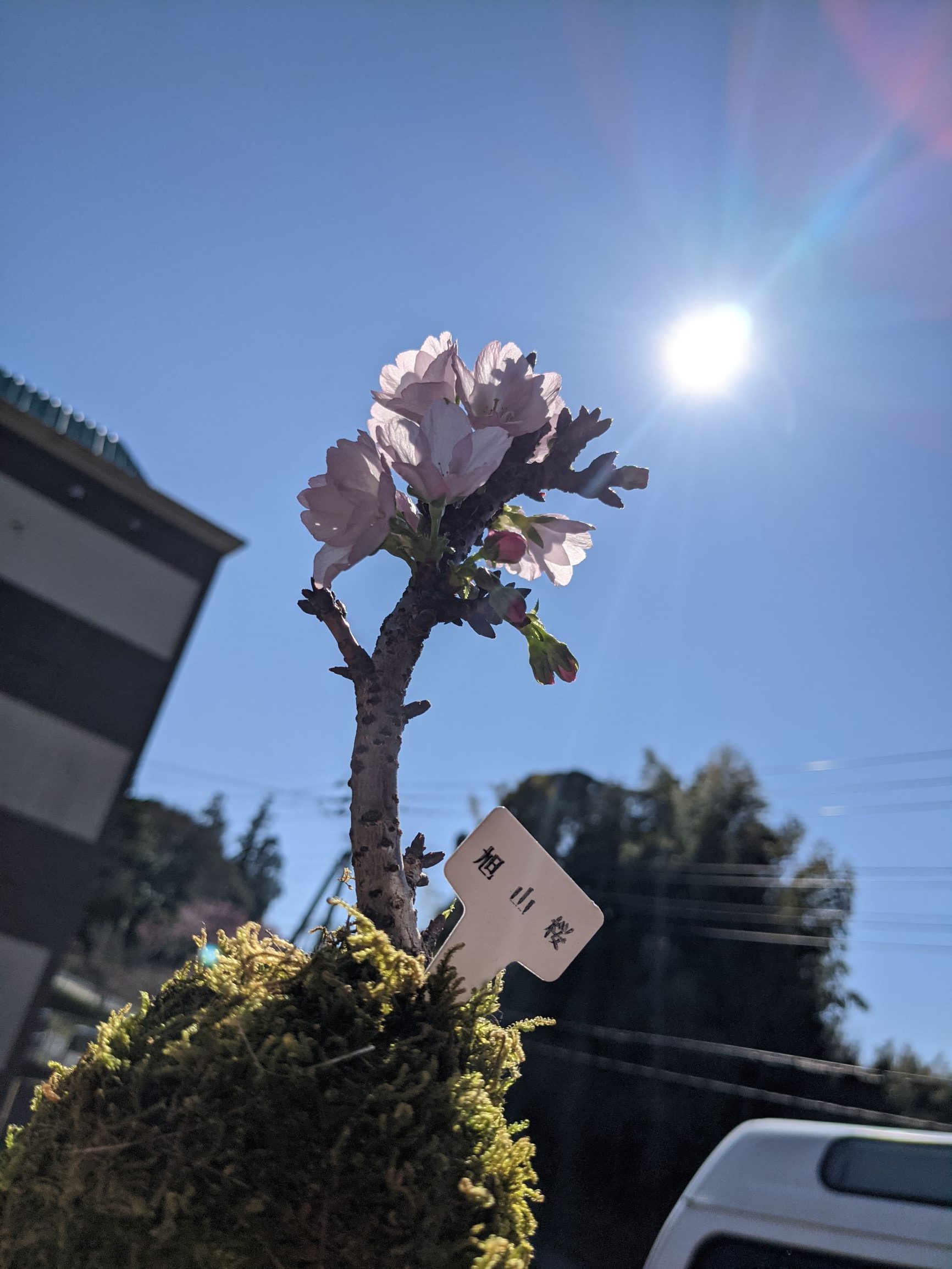 旭山桜パートスリーイメージ