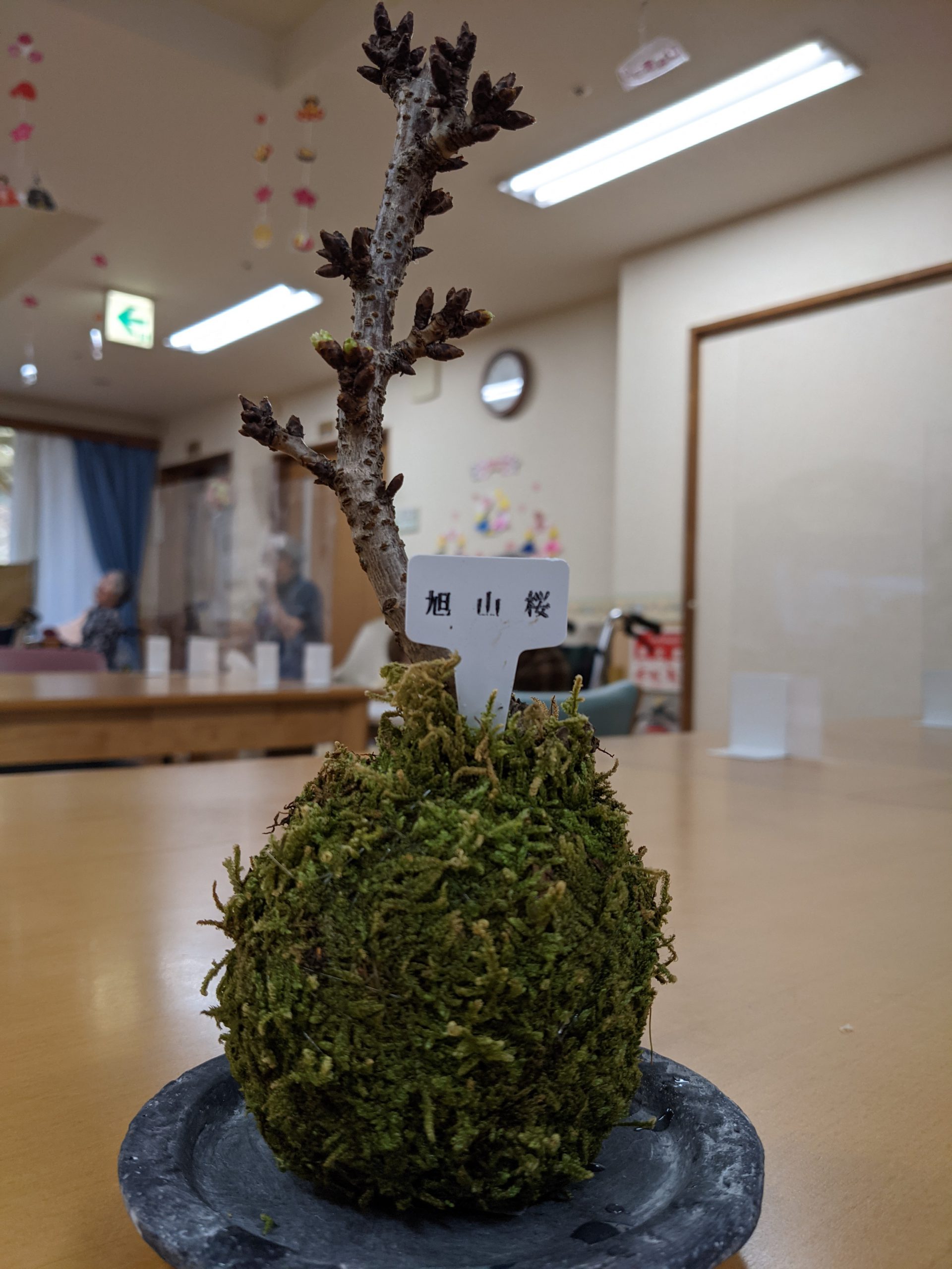 旭山桜🌸パートワンイメージ