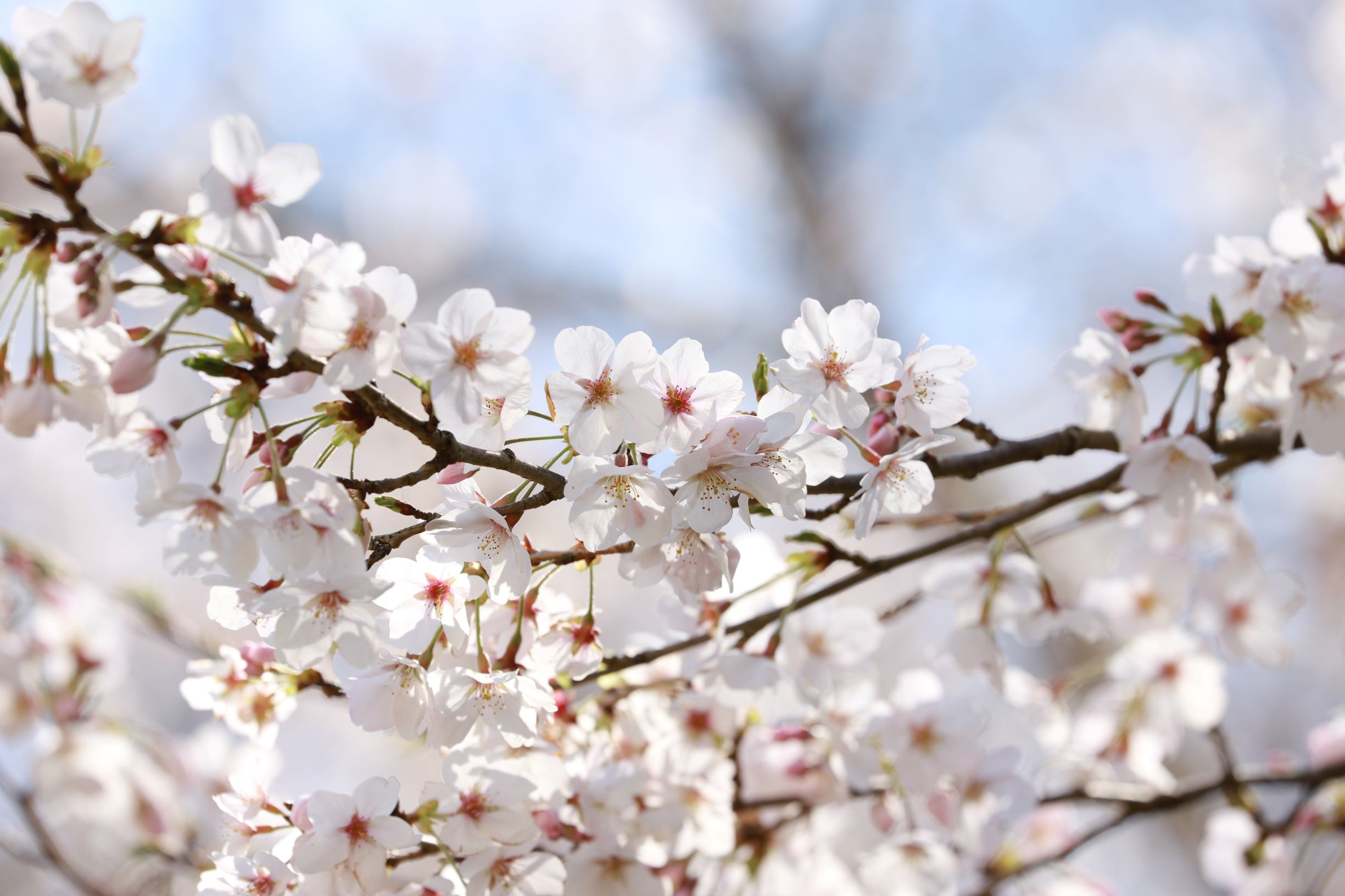 コロナ禍で2回目の春🌸イメージ